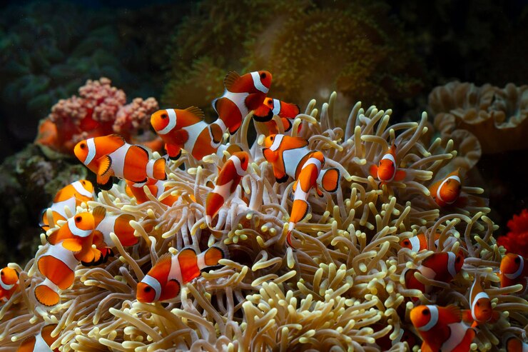 cute-anemone-fish-playing-coral-reef-beautiful-color-clownfish-coral-feefs_488145-1151